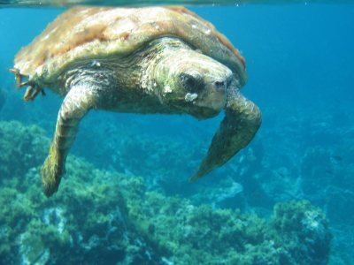 Caretta caretta